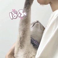 飼い主さんの鼻と口にタッチするシャムトラ猫