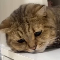 耳を下げうなだれ、しょんぼりした顔をした猫の顔