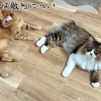 くつろぐふたり