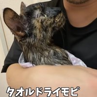 抱っこされる猫