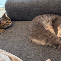 ソファで眠る猫と、それを見る猫