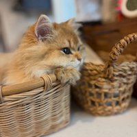 かごに入っている子猫