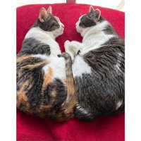 寝ている猫