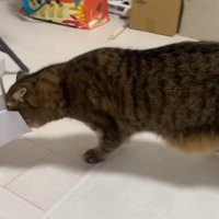 顔を押しつけながら歩行