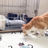 構える子猫たち