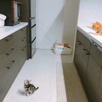 座って見上げる猫