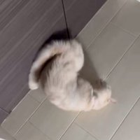 寝転がる猫