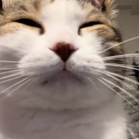 幸せそうな猫