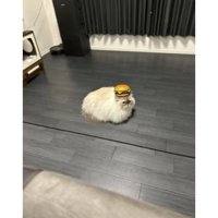 ハンバーガーを乗せられた猫