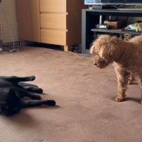室内にいる猫と犬