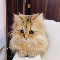 ちょこんと座るペルシャ猫