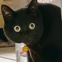 目を丸くする猫