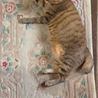 すぐに玄関マットに横たわってしまった猫の様子