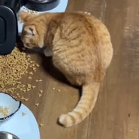 床に落ちたごはんを食べる茶白猫