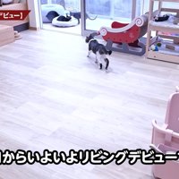 部屋を歩く猫
