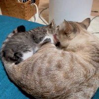 子猫の頭を舐める先住猫