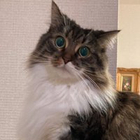 長毛猫の首まわりの毛