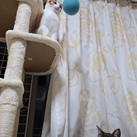 ボールが頭に当たる猫