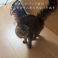 背中を丸めてカメラを上目遣いで見つめる猫（尻尾上げ）