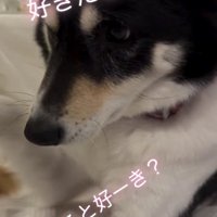 伏せをして右前足を上げている犬のアップ