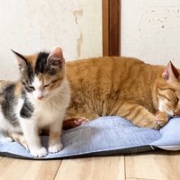 目を閉じる三毛ちゃん