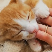 少し頭を上げた子猫クラくん