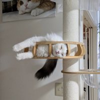 キャットタワーの手すりに顔をはめて寝ているスコティッシュフォールド