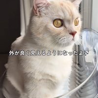 猫用ハンモックに乗るミヌエット