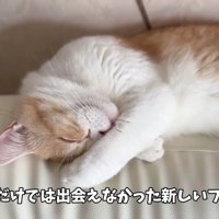 顔を隠して寝る猫