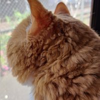 窓の外を眺める猫の後ろ姿