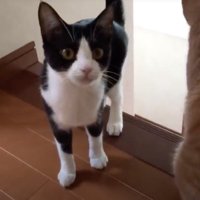 階段を上りきったハチワレ猫