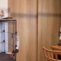 机の上を歩く猫