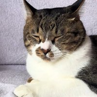 写真を撮られる猫