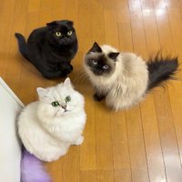 カメラを見上げる3匹の猫