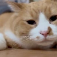 ブラッシングされている猫