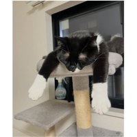 寝ている猫