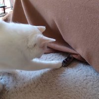 黒い物体を触る猫