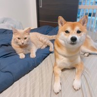 寝そべる猫と犬
