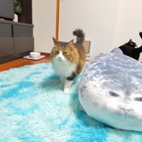歩いてくるボス吉くん