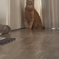駆けだそうとする猫