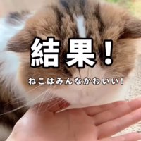 おやつを食べる猫