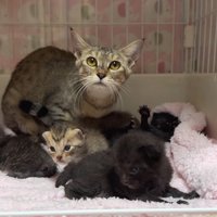 見上げる猫