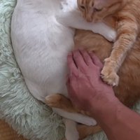 くっついている2匹の猫