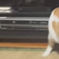 猫のおしり