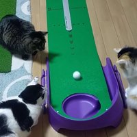 転がるゴルフボールを目で追う3頭の猫