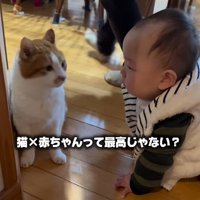 猫と赤ちゃんが向かい合う（猫×赤ちゃんって最高じゃない？）