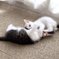 じゃれあう子猫