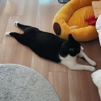 後ろ足を後ろに伸ばす猫