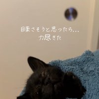 タオルに包まれて頭を画面左に倒して目を瞑っている子猫