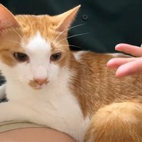膝の上に乗っている猫